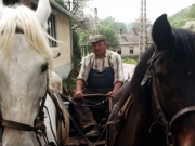 porabje_porabje_konji