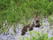 prekmurje-male-racke