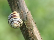 prekmurje_zivali_img_4087