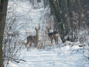 prekmurje_zivali_img_5832