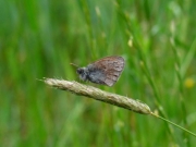prekmurje_zivali_carovnica